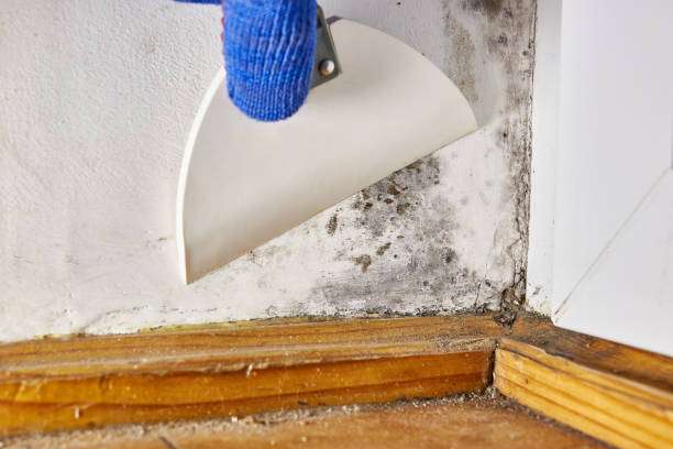 Best Mold Odor Removal Services  in Rosend, LA